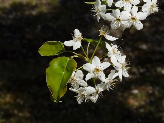 {Pyrus calleryana}
